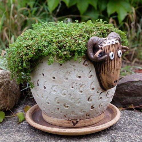 Beran 1